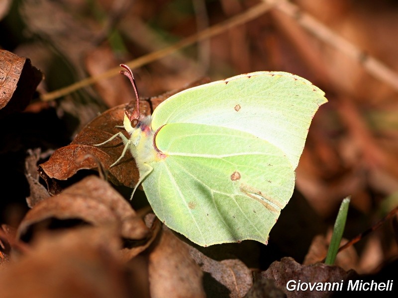 12/11/16 : Parco del Ticino